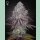 Green House Seed Co. Persian Pie Fem. 3St.