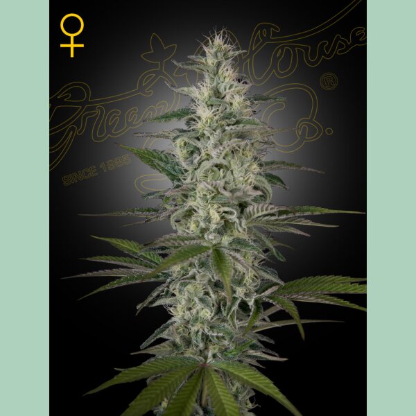 Green House Seed Co. Hawaiian Snow Fem. 3St.
