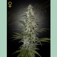 Green House Seed Co. Hawaiian Snow Fem. 3St.