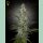 Green House Seed Co. Hawaiian Snow Fem. 3St.