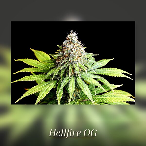 Kannabia Hellfire OG Fem. 3St.