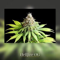 Kannabia Hellfire OG Fem. 3St.
