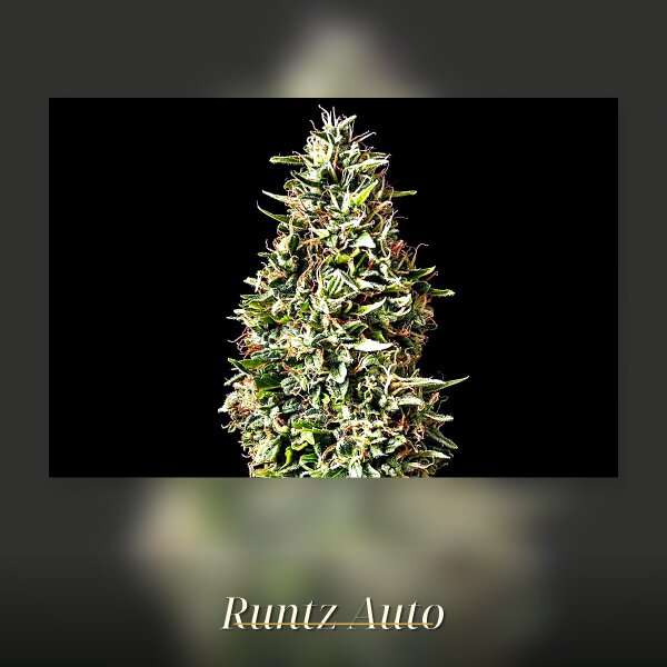 Kannabia Runtz Auto Fem. 3St.