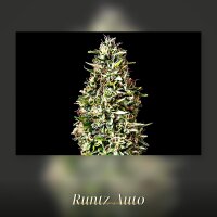 Kannabia Runtz Auto Fem. 3St.