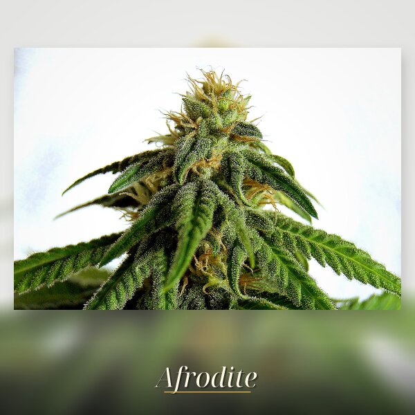 Kannabia Afrodite Fem. 3St.