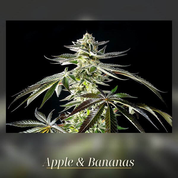 Kannabia Apple & Bananas Fem. 3St.