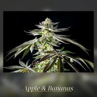 Kannabia Apple & Bananas Fem. 3St.