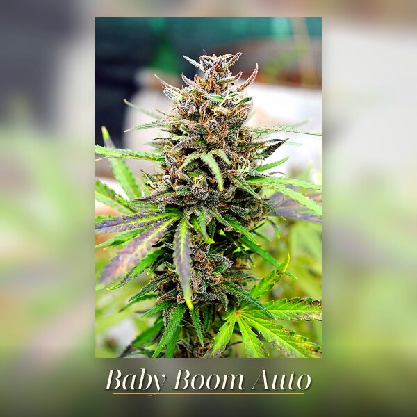 Kannabia Baby Boom Auto Fem. 3St.