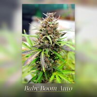 Kannabia Baby Boom Auto Fem. 3St.