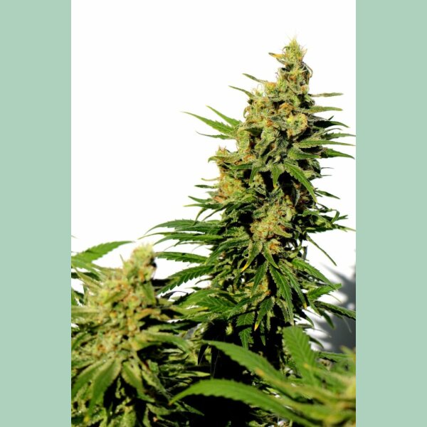 Kannabia BCN Diesel CBD Fem. 3St.