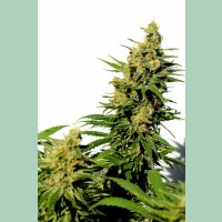 Kannabia BCN Diesel CBD Fem. 3St.