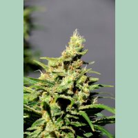 Kannabia BCN Diesel CBD Fem. 3St.