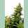 Kannabia BCN Diesel CBD Fem. 3St.