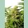 Kannabia BCN Diesel CBD Fem. 3St.
