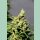 Kannabia BCN Diesel CBD Fem. 3St.