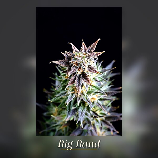 Kannabia Big Band Fem. 3St.