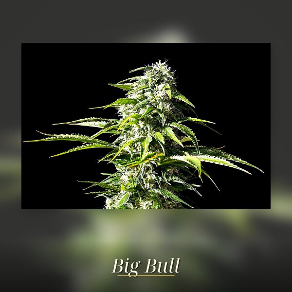 Kannabia Big Bull Fem. 3St.