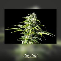 Kannabia Big Bull Fem. 3St.