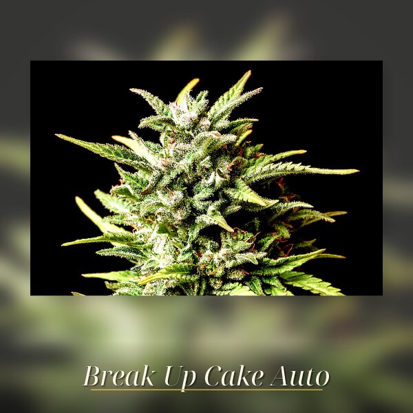 Kannabia Break-Up Cake Auto Fem. 3St.