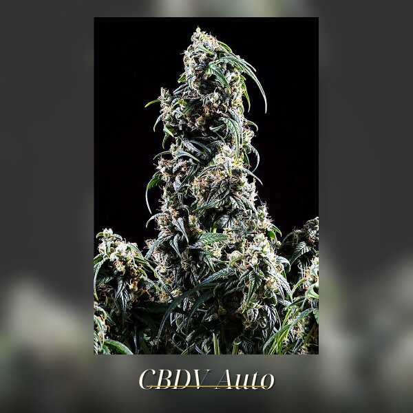 Kannabia CBDV Auto Fem. 3St.