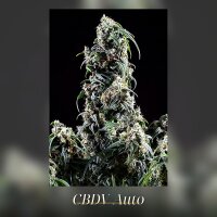 Kannabia CBDV Auto Fem. 3St.