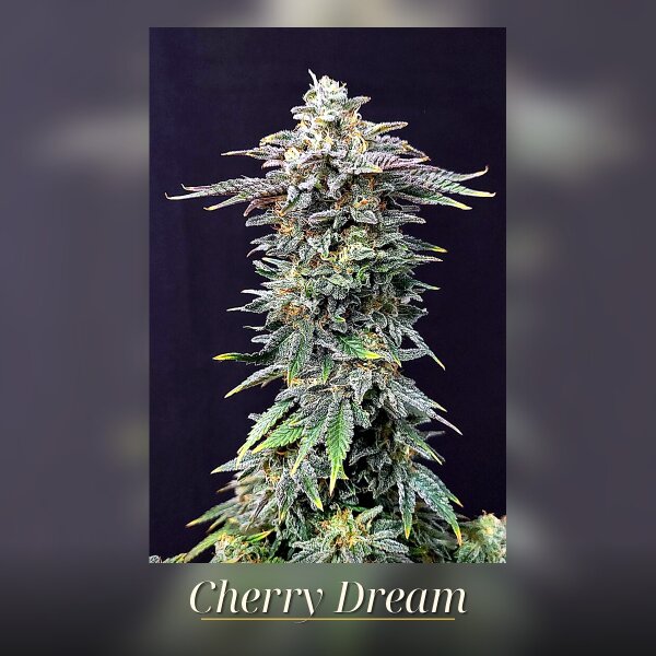Kannabia Cherry Dream Fem. 3St.