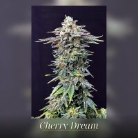 Kannabia Cherry Dream Fem. 3St.