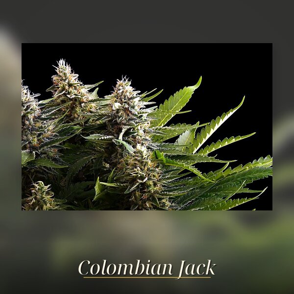 Kannabia Colombian Jack Fem. 3St.