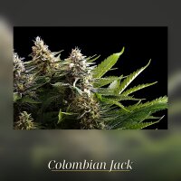Kannabia Colombian Jack Fem. 3St.