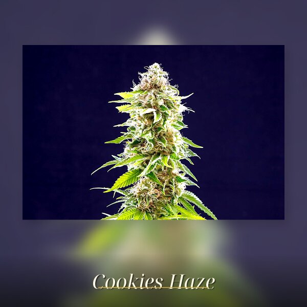 Kannabia Cookies Haze Fem. 3St.