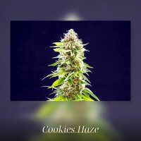 Kannabia Cookies Haze Fem. 3St.