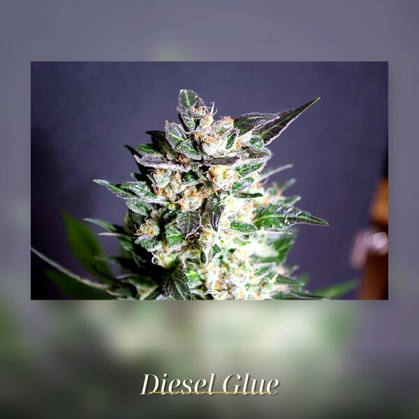 Kannabia Diesel Glue Fem. 3St.