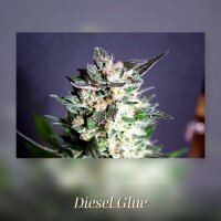 Kannabia Diesel Glue Fem. 3St.
