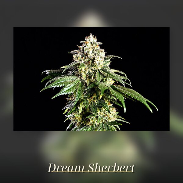 Kannabia Dream Sherbet Fem. 3St.