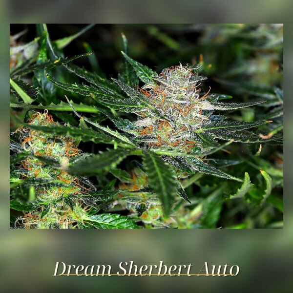 Kannabia Dream Sherbet Auto Fem. 3St.
