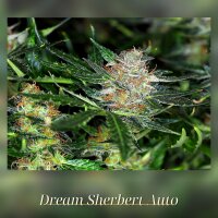 Kannabia Dream Sherbet Auto Fem. 3St.