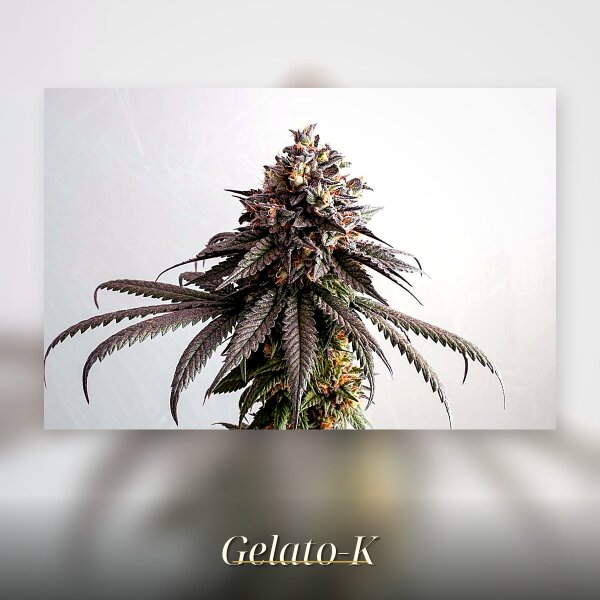Kannabia Gelato-K Fem. 3St.