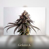 Kannabia Gelato-K Fem. 3St.