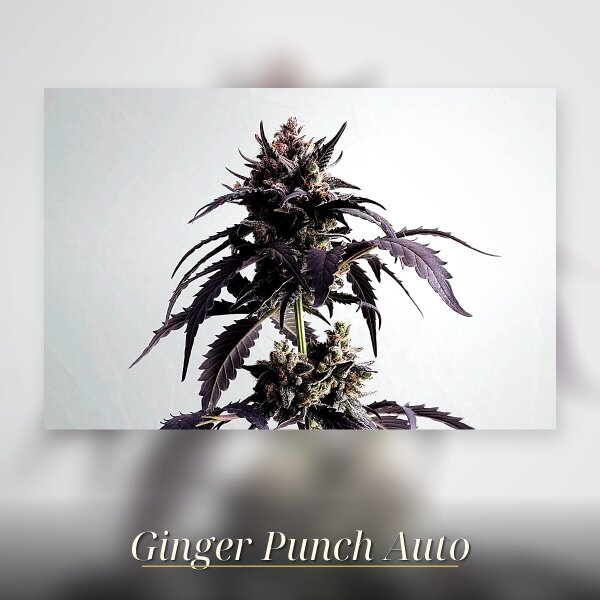 Kannabia Ginger Punsh Auto Fem. 3St.
