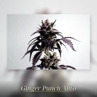 Kannabia Ginger Punsh Auto Fem. 3St.