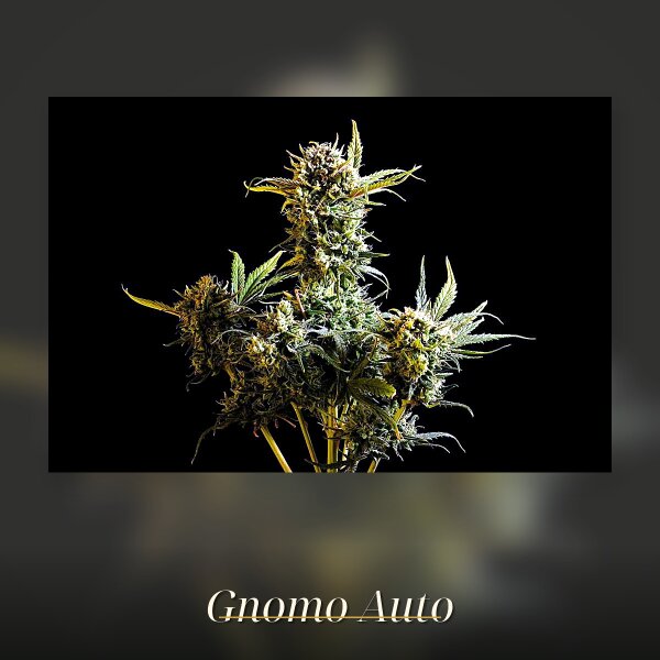 Kannabia Gnomo Auto Fem. 3St.