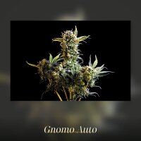 Kannabia Gnomo Auto Fem. 3St.