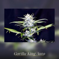 Kannabia Gorilla King Auto Fem. 3St.