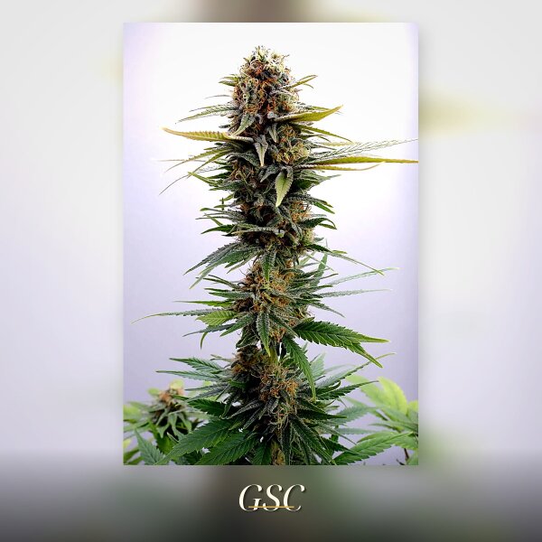 Kannabia GSC Fem. 3St.