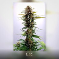 Kannabia GSC Fem. 3St.