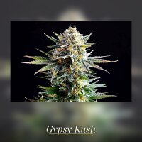 Kannabia Gypsy Kush Fem. 3St.