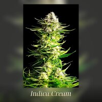 Kannabia Indica Cream Fem. 3St.