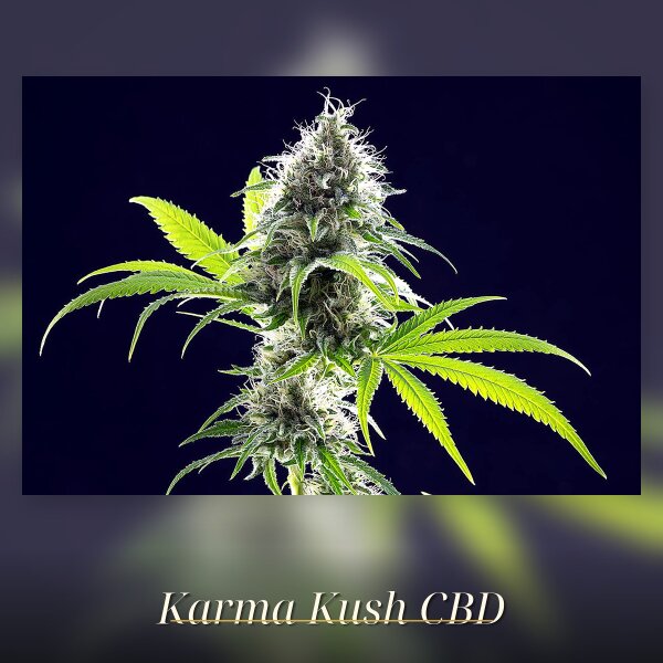 Kannabia Kama Kush CBD Fem. 3St.
