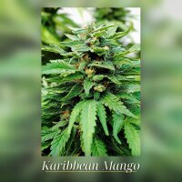 Kannabia Karibbean Mango Fem. 3St.