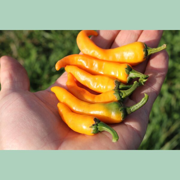 Chili Cayorange